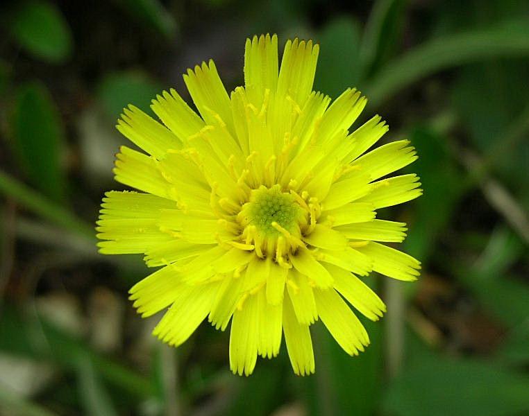 Pilosella officinarum (= Hieracium pilosella) / Pelosella